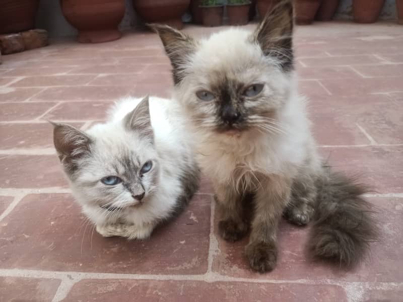 Persion Pair 4