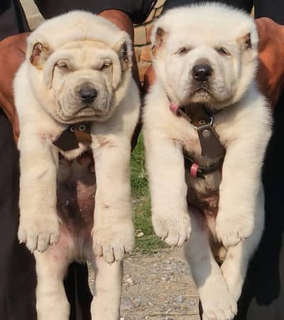 alabai security dog 2 month pair for sale heavy bone