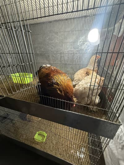 brahma eggs for sale