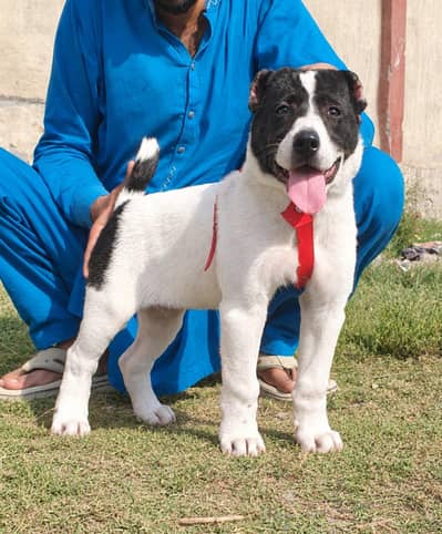 alabai security dog 3 month male for sale heavy bone
