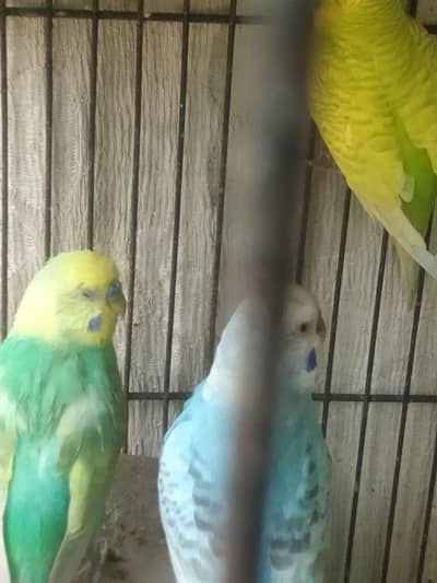 Healthy Active breeding