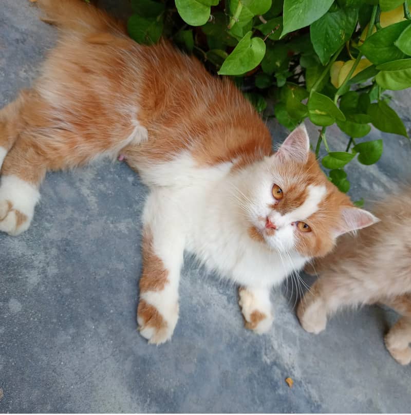 parsion cat 0