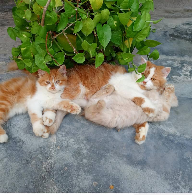 parsion cat 1