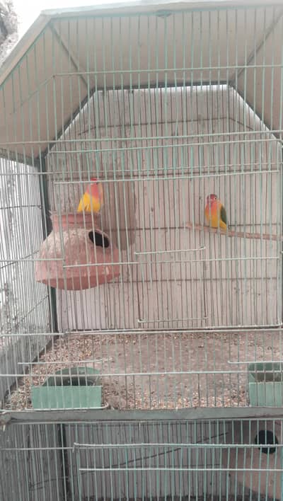 bird caged