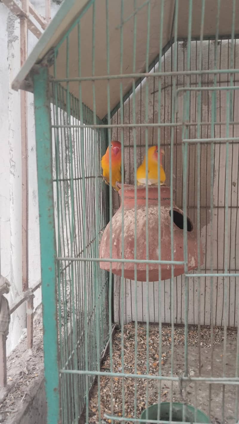 bird caged 1
