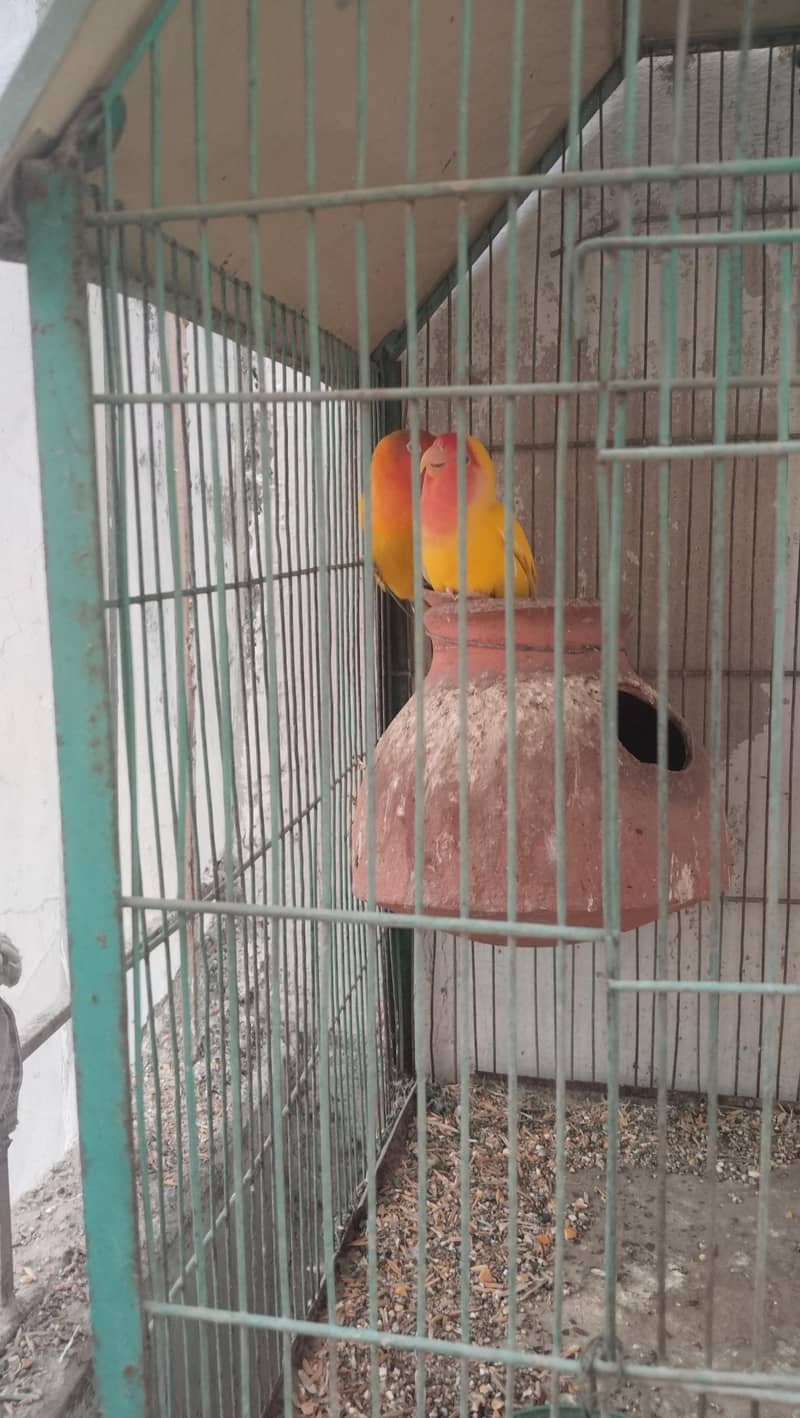 bird caged 2