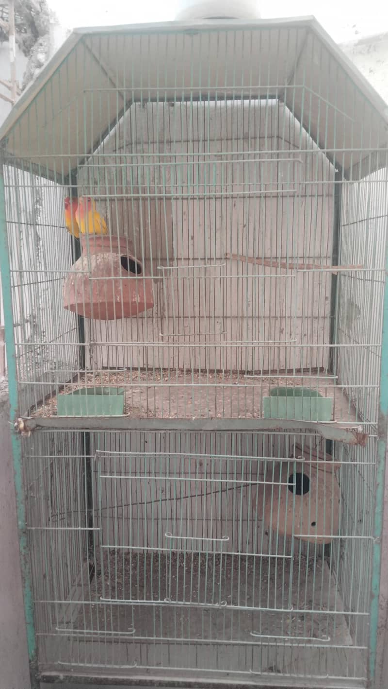bird caged 3
