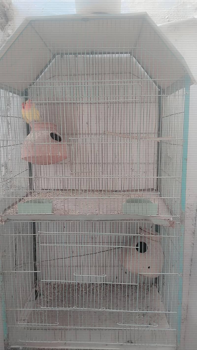 bird caged 4