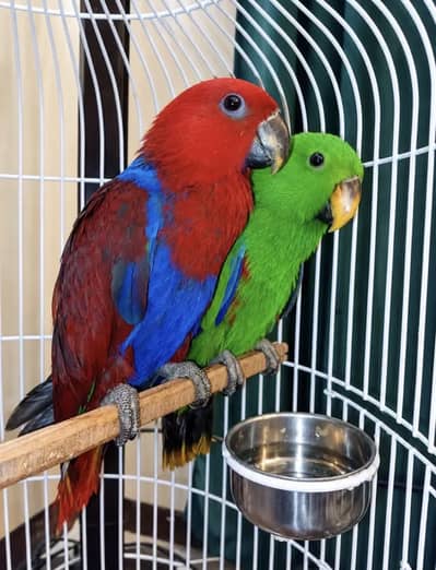 Grand Eclectus Tame Young Pairs For Sale