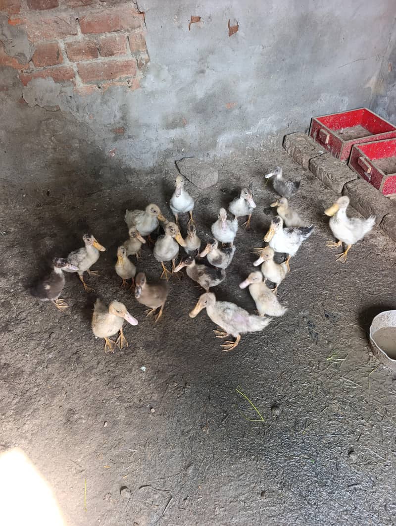 duck chicks 0