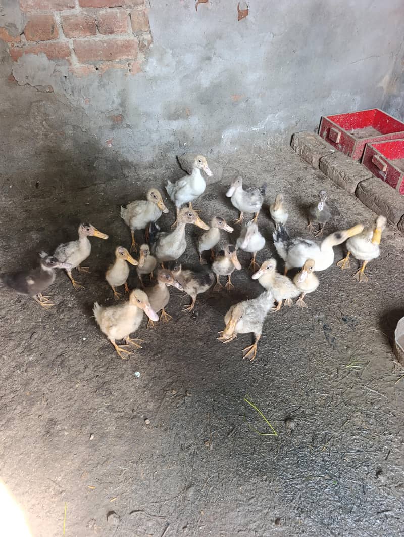 duck chicks 1
