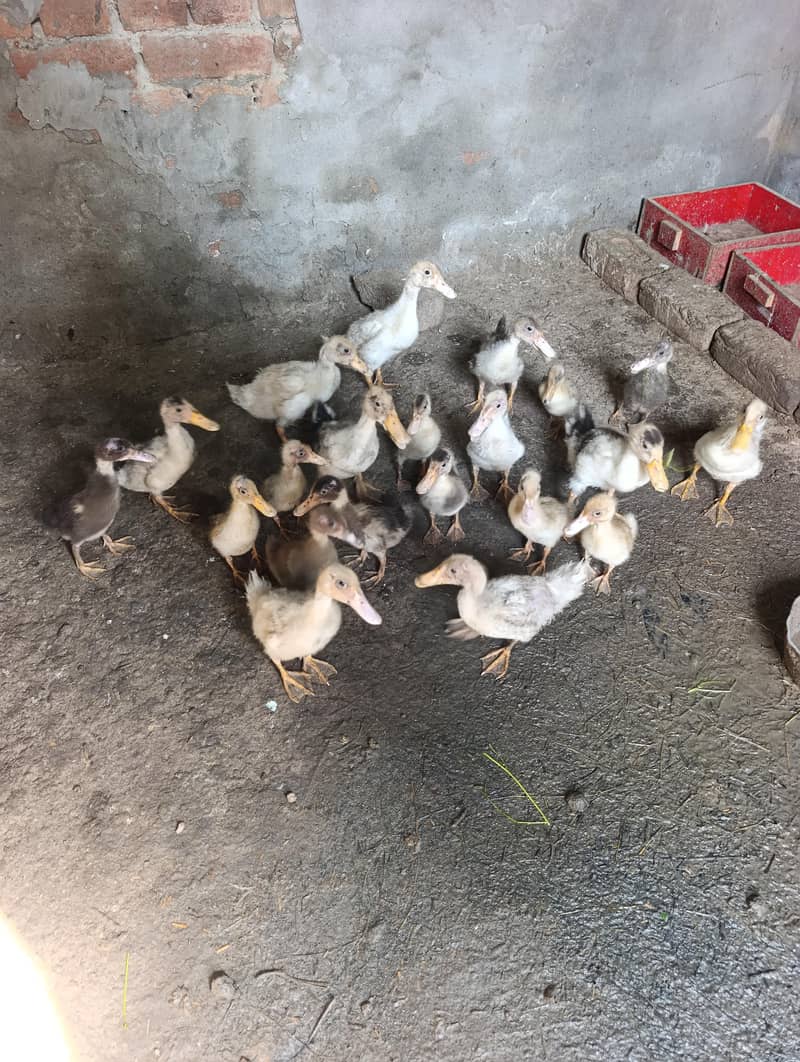 duck chicks 2
