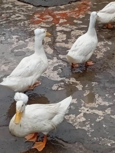 Breeder Imported Crusted ducks for sale