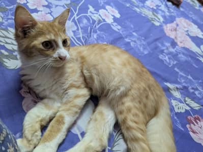 cute Persian males looking for a new home