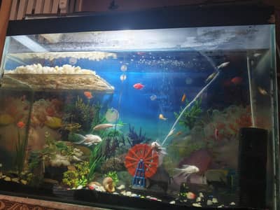 Fish aquarium for sale with all fish