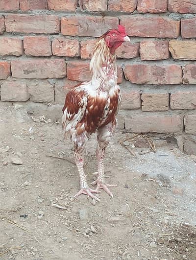 China Murga brader unche Kad ka khuli bad I kras