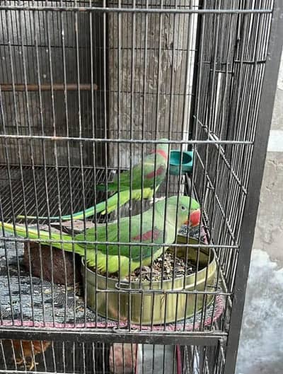 Full Size - Hand Tame`  `Rao Parrot Breeder - Ghar Ka Pala Hua`