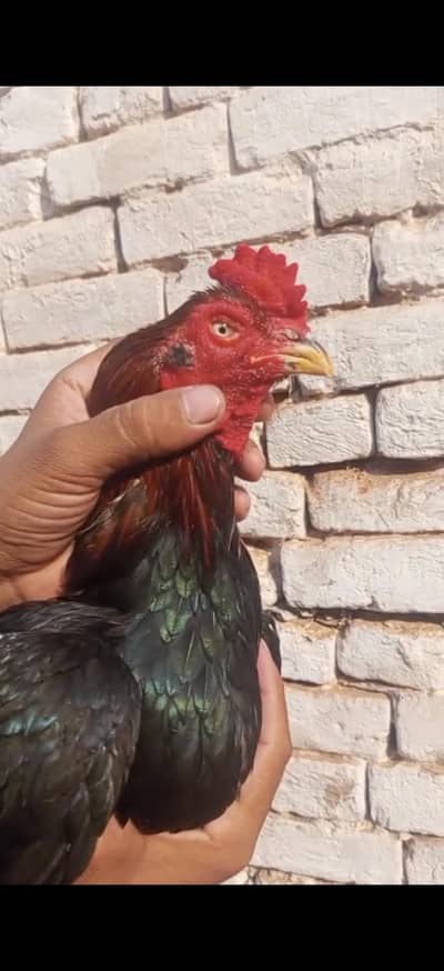 High Quality Amroha Pair Choras naliyo ma For Sale