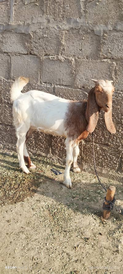 kamori kiraas 2 . . . aik lagi howi h 2.5 maahine