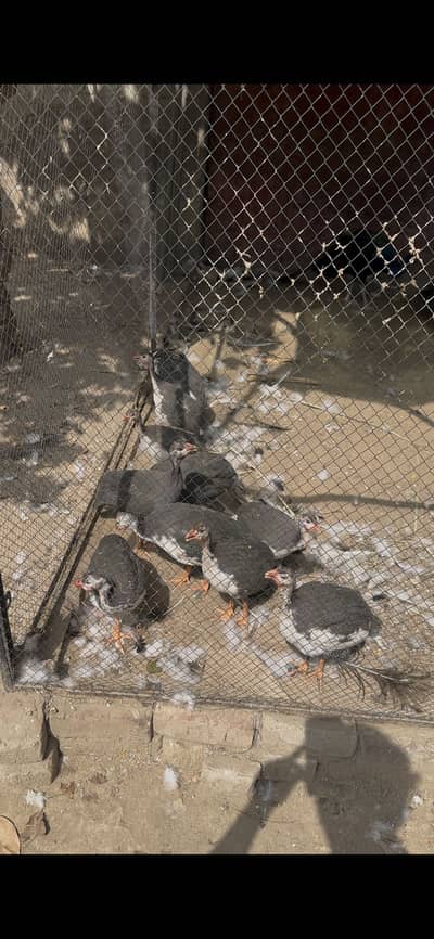 Guinea fowl