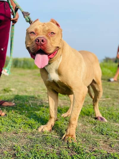 top class amrican bully XL size male