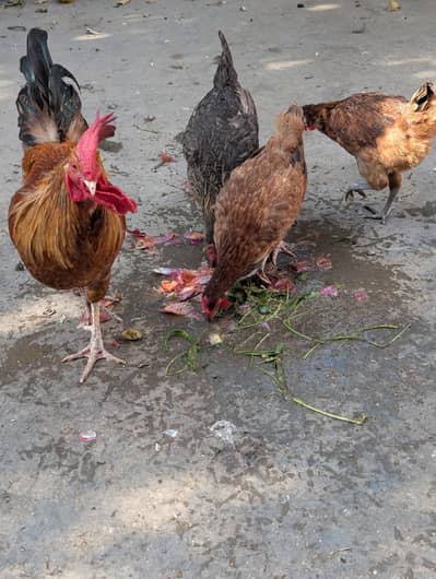 Desi Murgiyan for sale egg laying