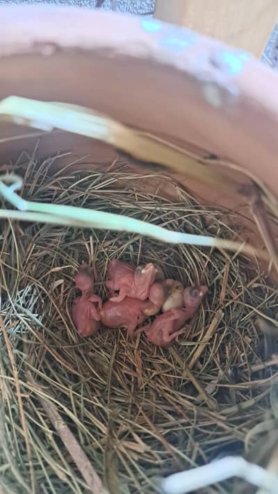 white Java and gray java breeder pair with  chick's