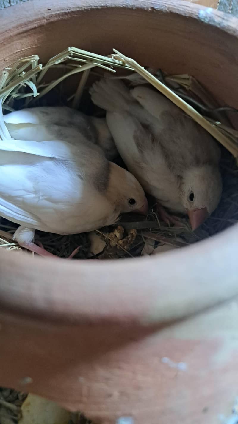 white Java and gray java breeder pair with  chick's 1