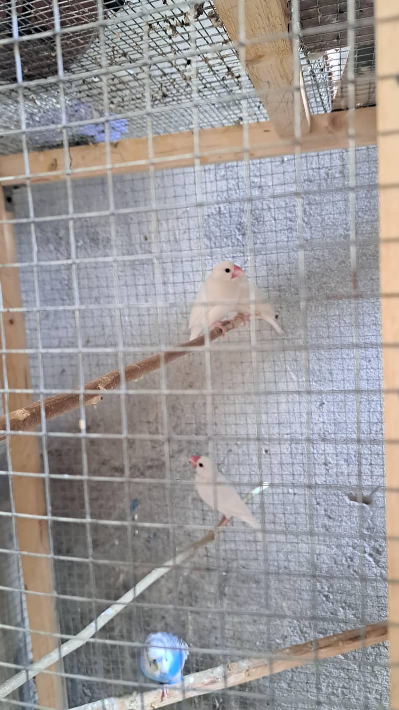 white Java and gray java breeder pair with  chick's 5
