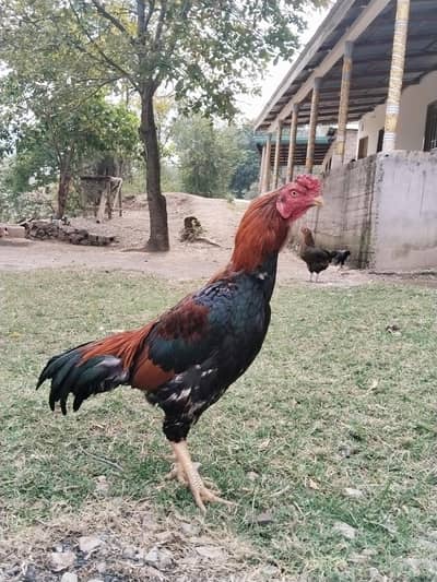 Aseel hen