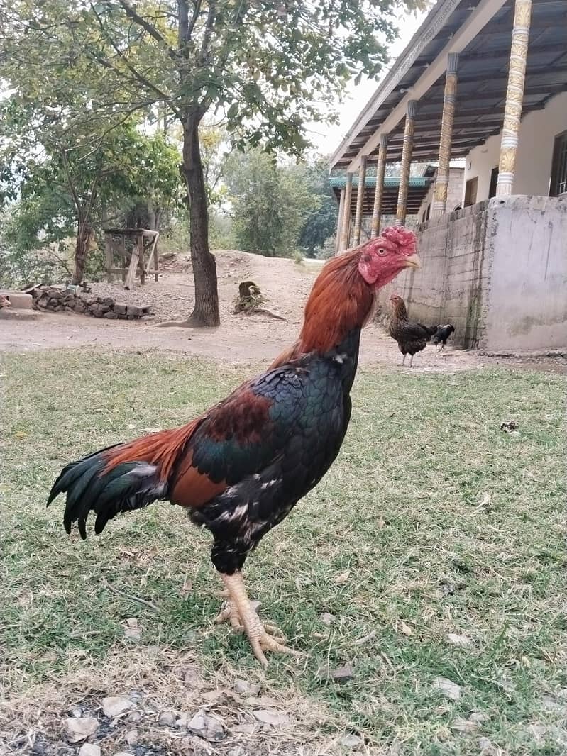 Aseel hen 0
