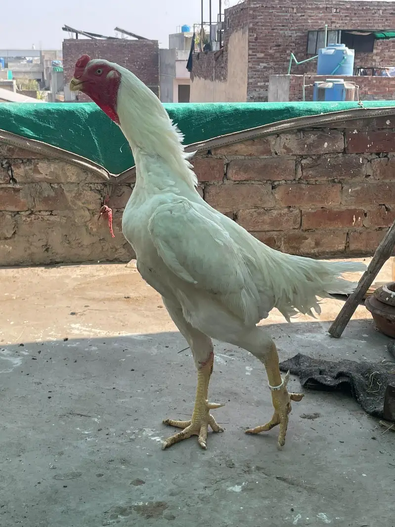 aseel shamo,jerman shamo,king size shamo,white shamo,aseel murga