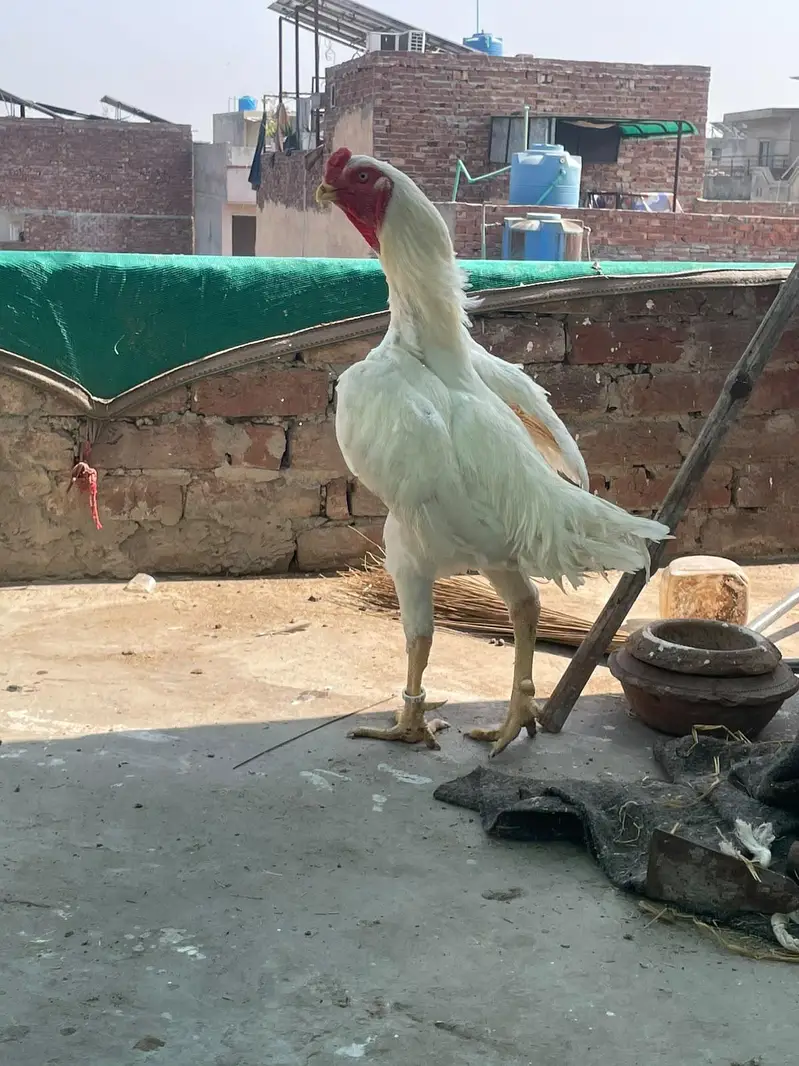 aseel shamo,jerman shamo,king size shamo,white shamo,aseel murga — photo 2