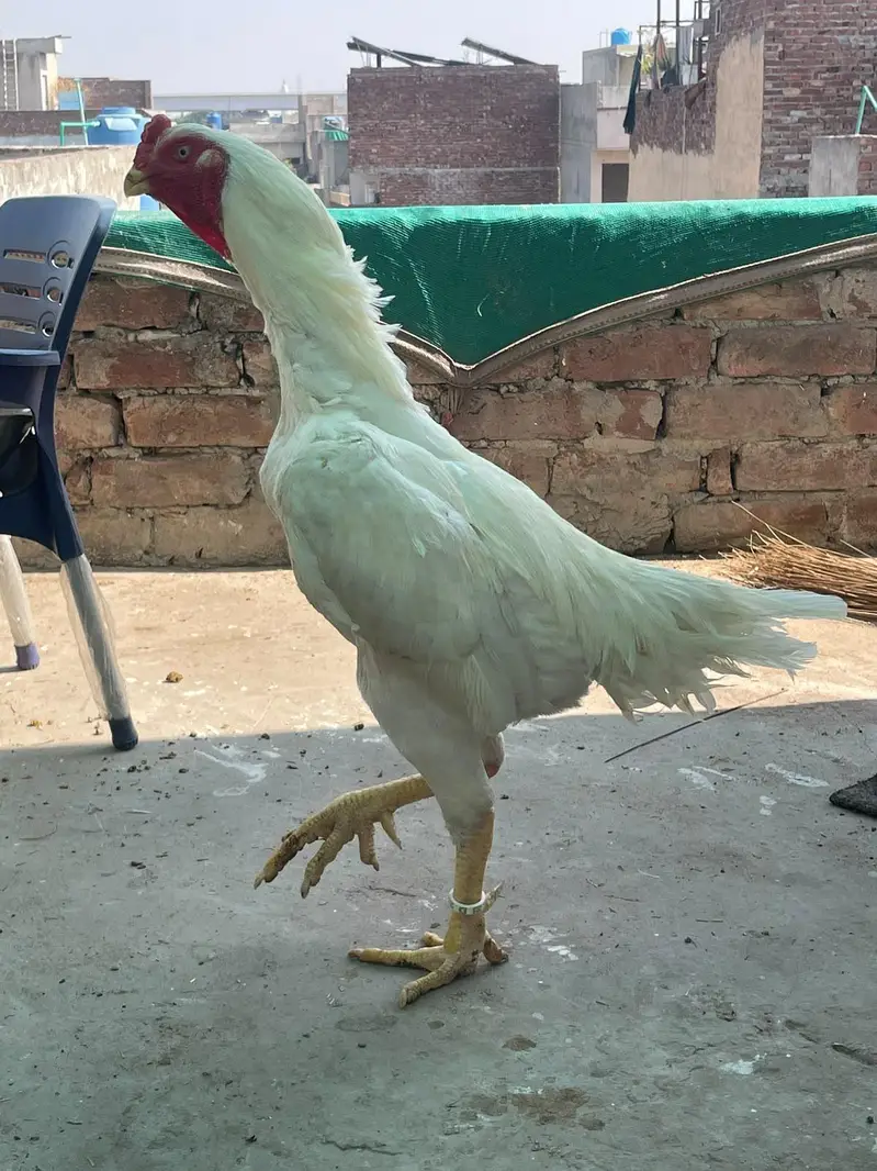 aseel shamo,jerman shamo,king size shamo,white shamo,aseel murga — photo 4