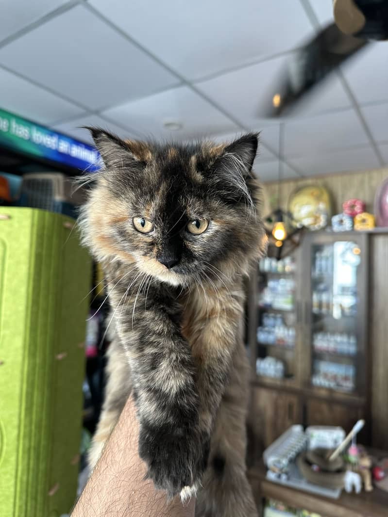 Long-Haired Tortoiseshell Persian 0
