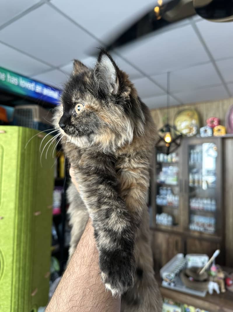 Long-Haired Tortoiseshell Persian 1