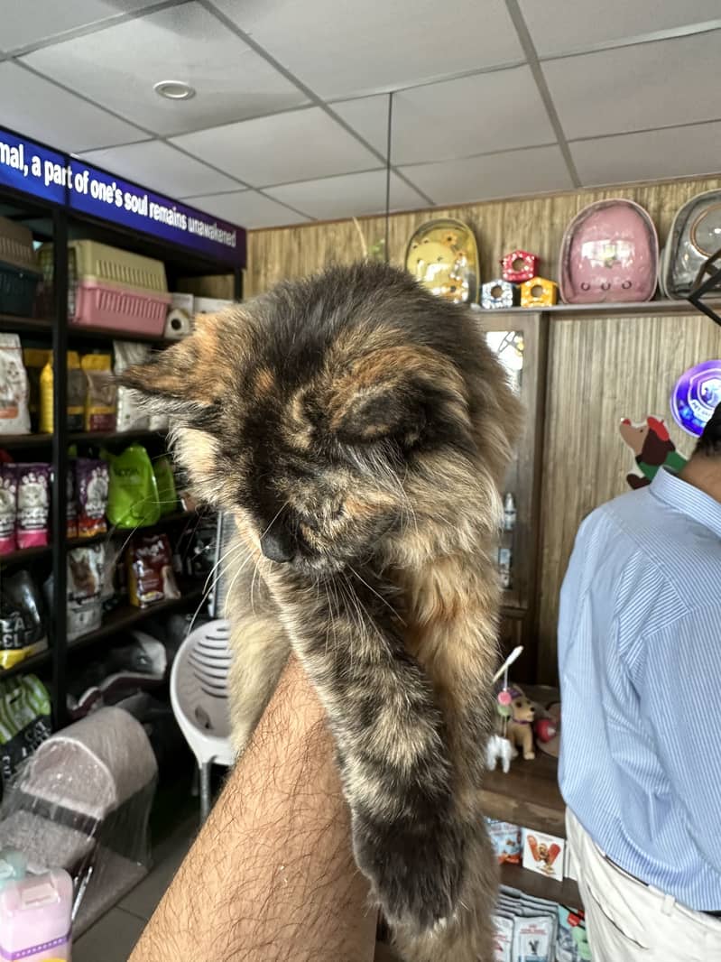 Long-Haired Tortoiseshell Persian 2