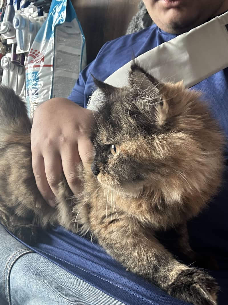 Long-Haired Tortoiseshell Persian 3