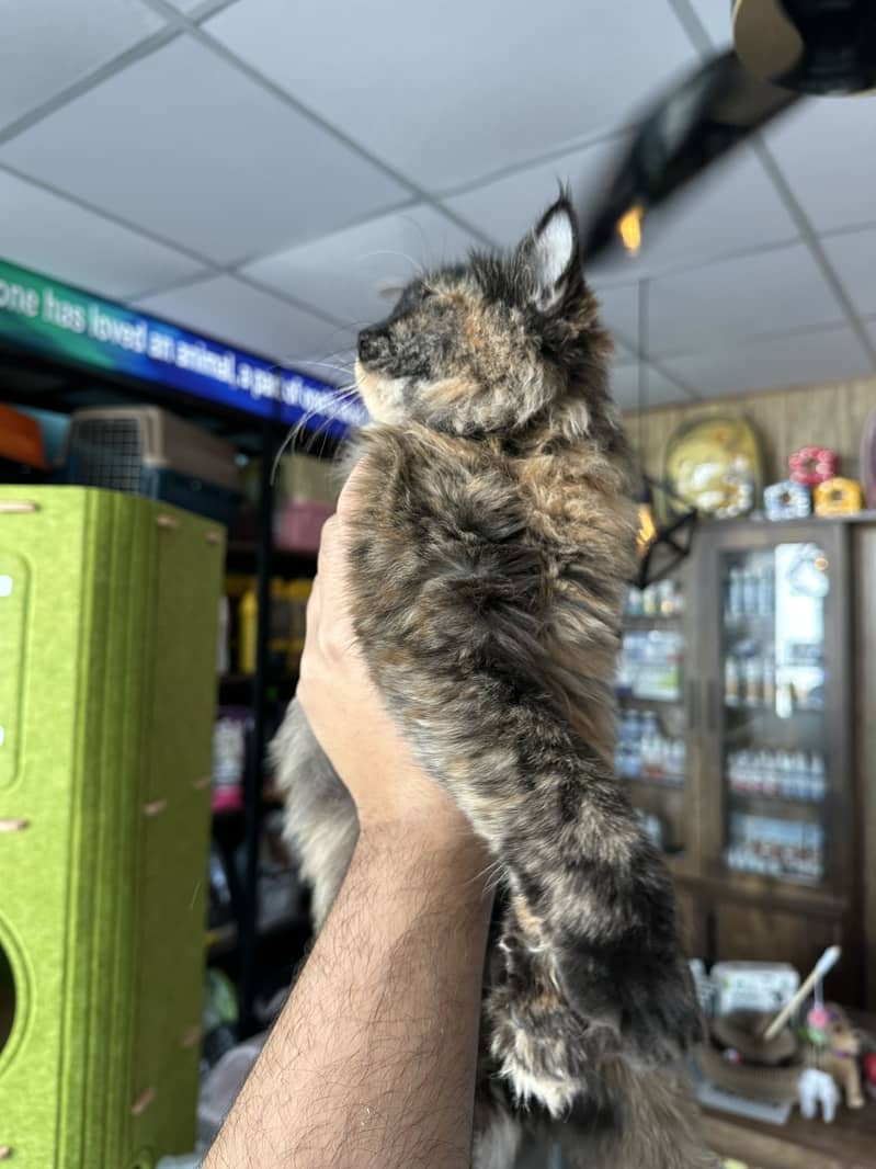 Long-Haired Tortoiseshell Persian 4