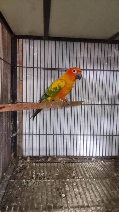 sun conure adult male for sale