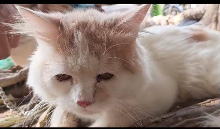Turkish van 0