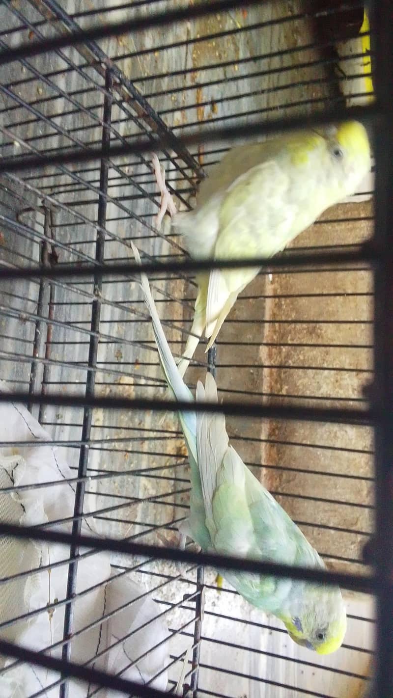 fallow rainbow aor under exi payer breader 2