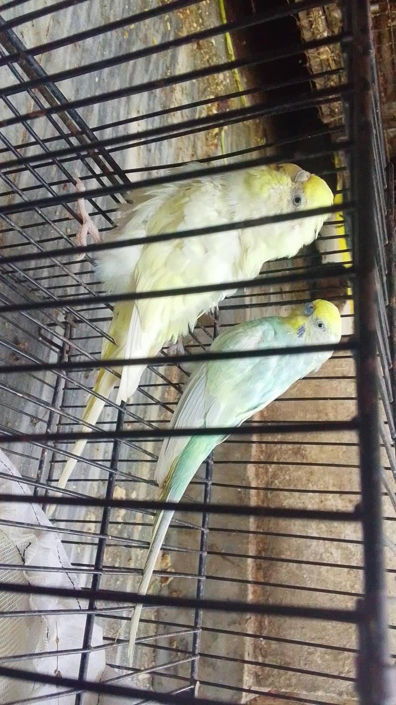 fallow rainbow aor under exi payer breader 4