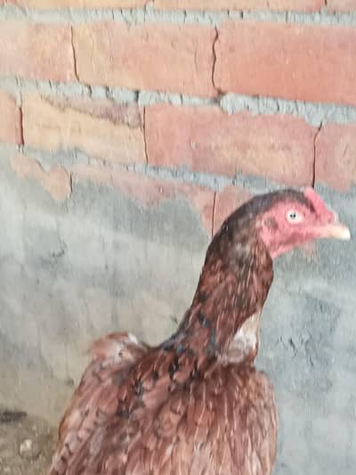 lasani murgi
