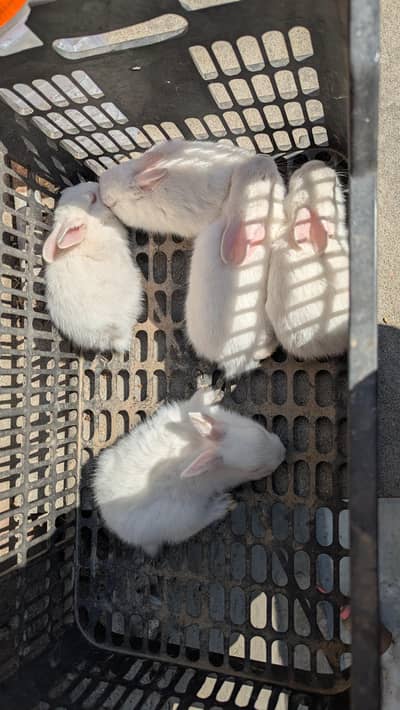 female rabbit