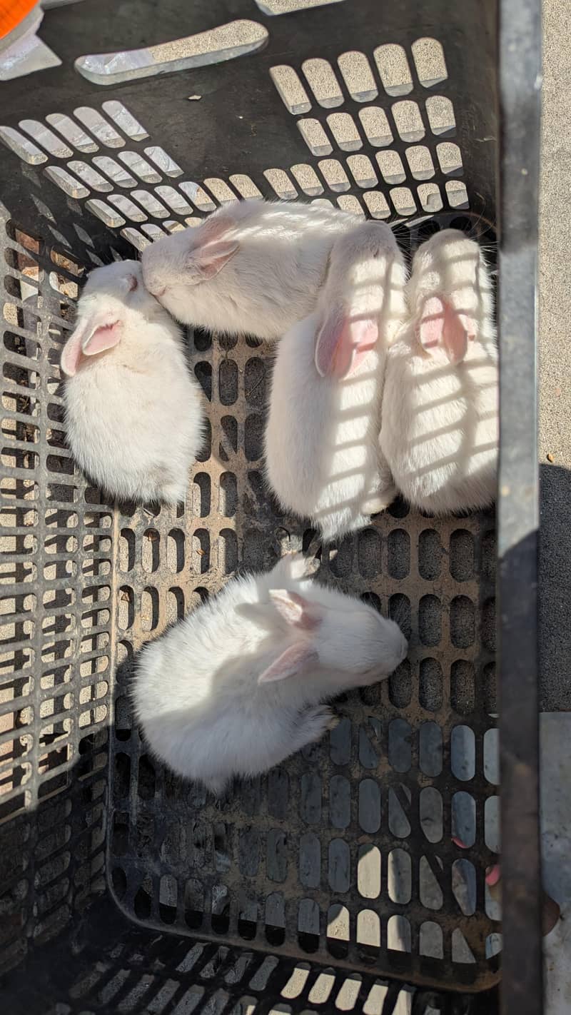female rabbit 0