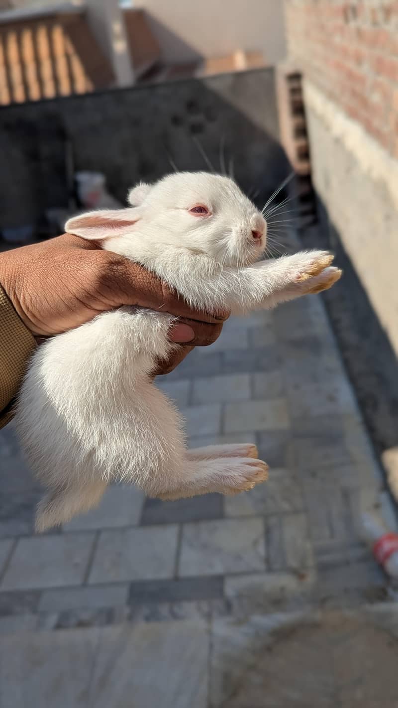 female rabbit 1