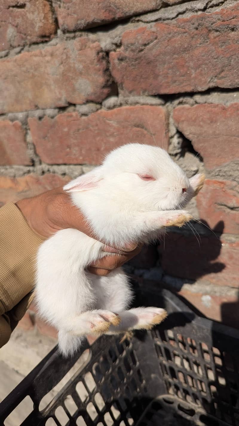 female rabbit 2