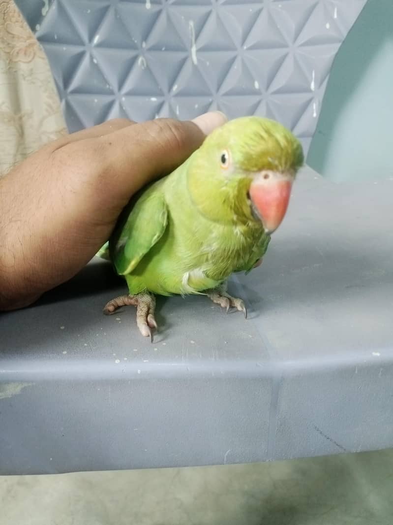 Ringneck parrot 1