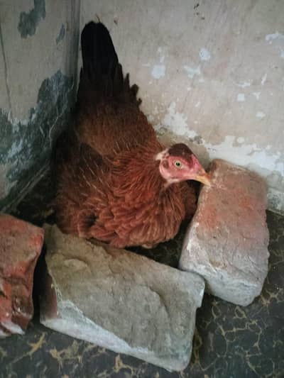 kurak female kurak hen kurak madi